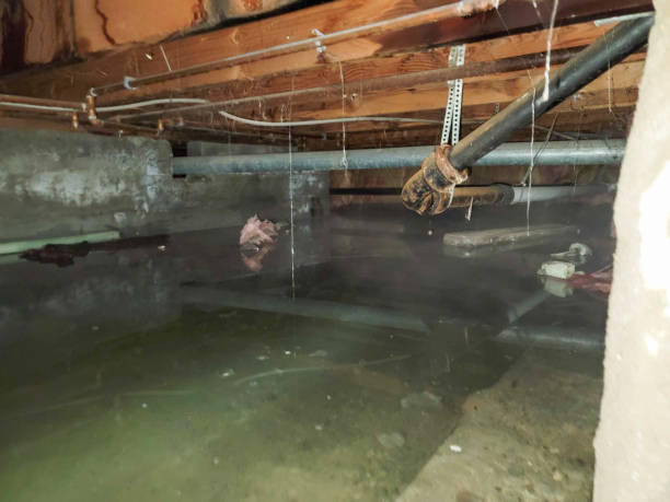 Best Carpet water damage restoration  in Paterson, NJ